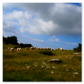 Casa vacanza Pezzelelle - greggie di pecore